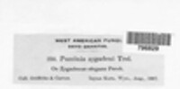 Puccinia zygadeni image
